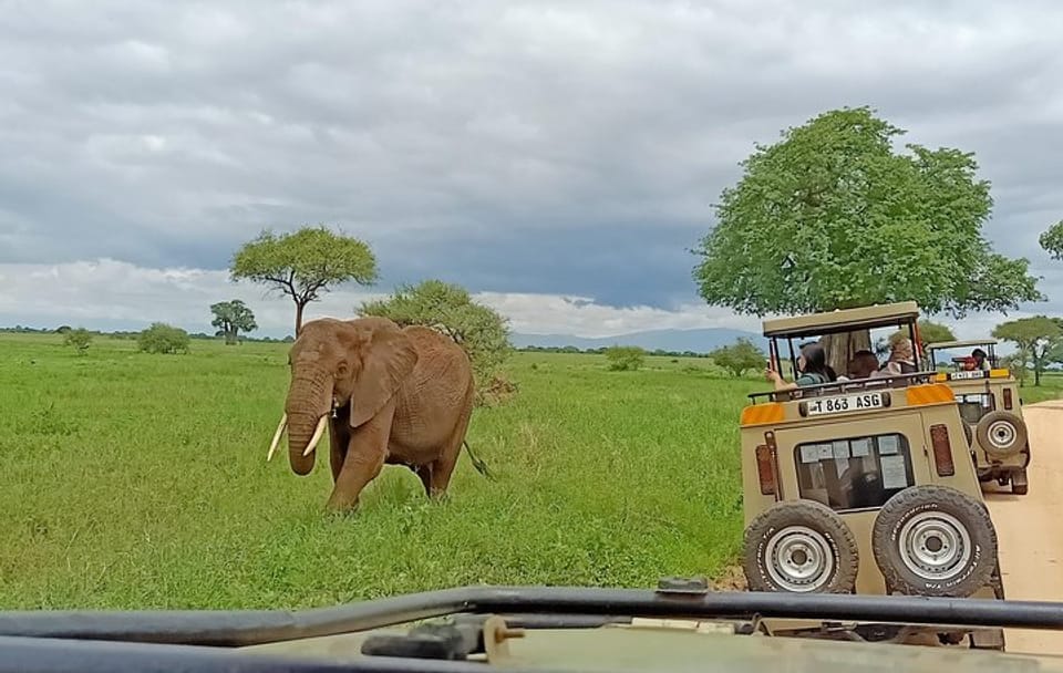 Tarangire National Park Day Trip from Arusha