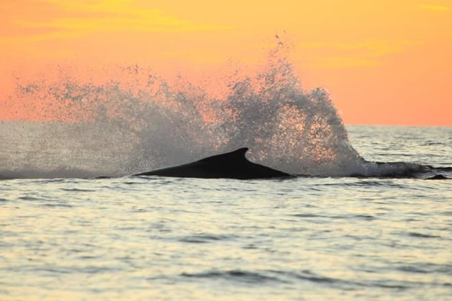 Whale Splash