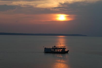 Alligators Night Watch