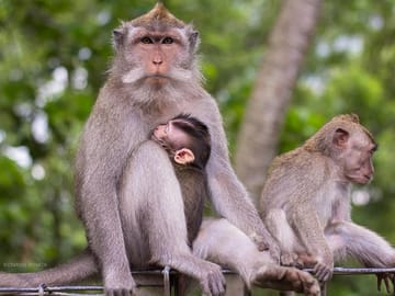 Sacred Monkey Forest