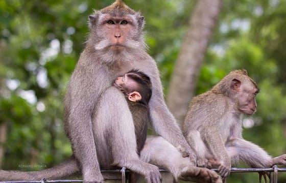 Half Day Ubud Tour: Ubud Unique Spots