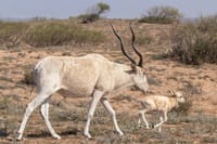 Souss Massa National Park - guided half day tour 10