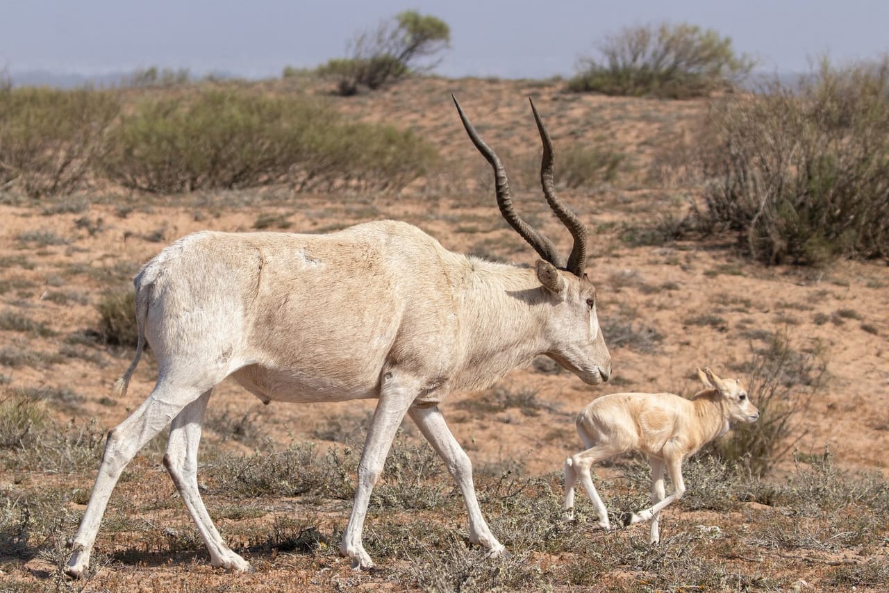 Souss Massa National Park - guided half day tour 10