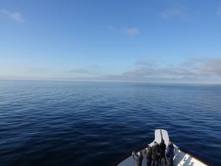 Whale Watching Cruise from Reykjavík, photo 20