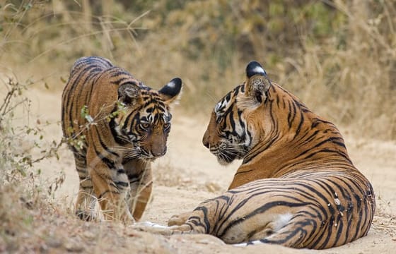 Taj, Tiger, Fort & Mansions (9 Days Private Tour)