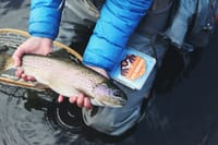 Wild brown trout fly fishing on a Connemara lough. Galway. Private guided.  1