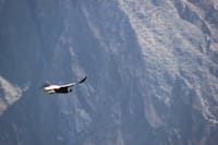2-Day Flight of Condor on Colca Canyon from Arequipa 10