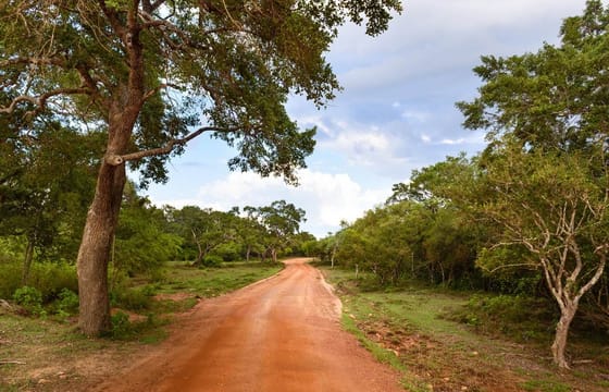 Wilpattu Safari Experience From Kandy