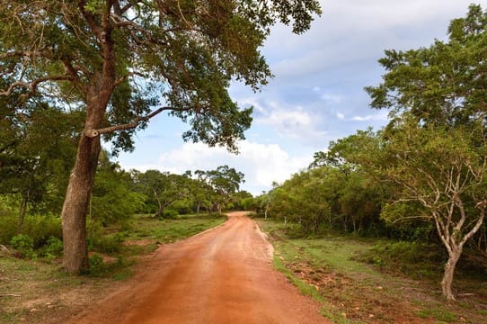  From Kandy: Wilpattu National Park Safari Experience