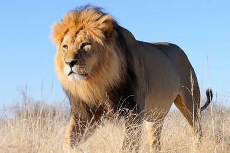 3-Day Maasai Mara Camping Safari