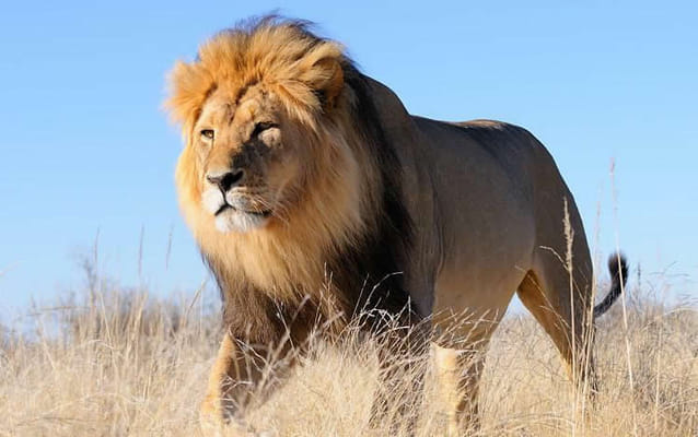 3-Day Maasai Mara Camping Safari