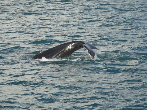 2.5-3 Hour Private Whale Watching on a yacht in Reykjavík, photo 13