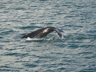 2.5-3 Hour Private Whale Watching on a yacht in Reykjavík, photo 13