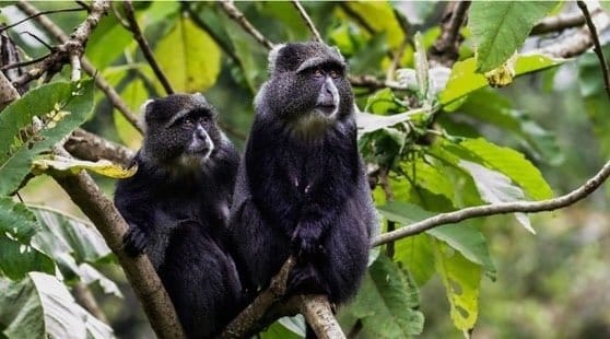Arusha National Park Day tour  4