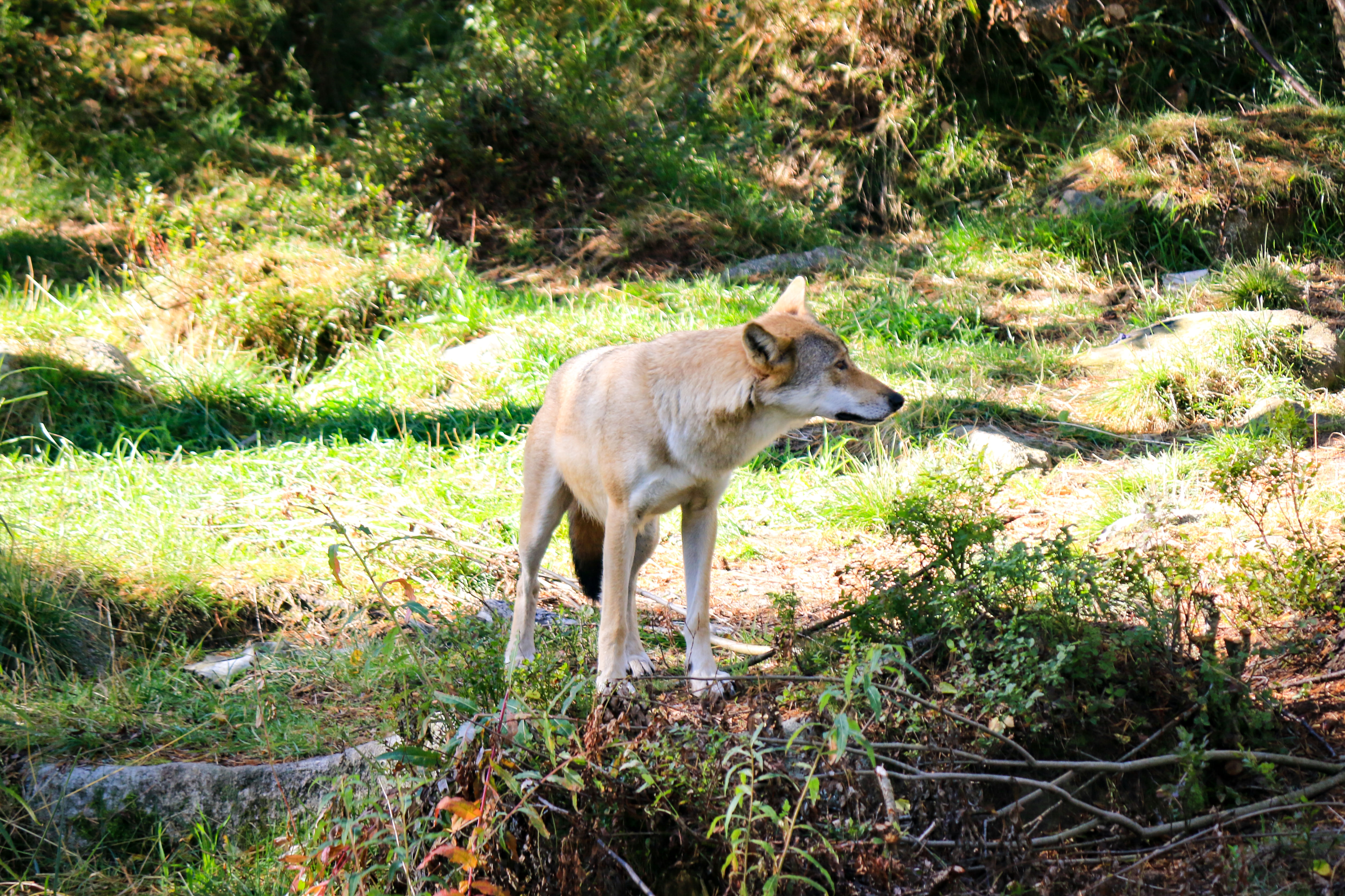 Ranua Wildlife Park offers to see around 50 different species of Arctic animals