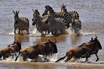 Safari 10 Days, 9 Nights – Lake Nakuru, Maasai Mara, Naivasha, Amboseli & Tsavo