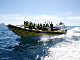 Puffin Tour by RIB Speedboat from Downtown Reykjavik, photo 17