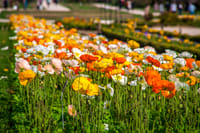 Stroll in the Jardin des Plantes (Botanical Garden) 1