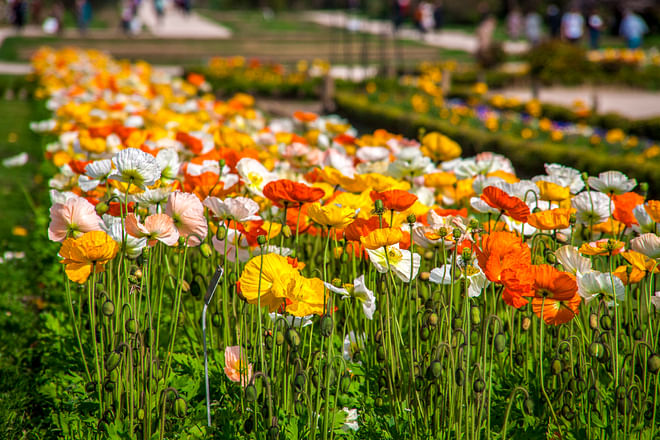 Stroll in the Jardin des Plantes (Botanical Garden)