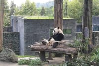 Private Chengdu Panda Base Day Tour by Round-way Flight from Guangzhou 1