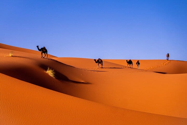 Private 12-Day Morocco Tour – Cities, Desert, Coast & Royal Touch 3