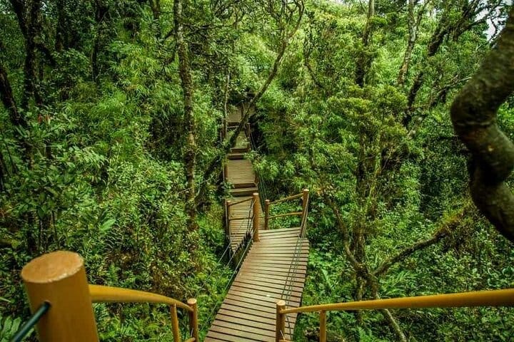 "Step into a magical, misty jungle – walk above ancient moss-covered trees in the iconic Mossy Forest.