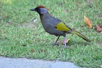 Bird Watching Doi Inthanon  2