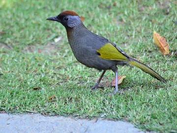 Bird Watching Doi Inthanon