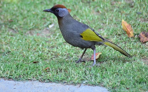 Bird Watching Tour in Doi Inthanon National Park