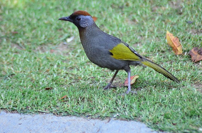 Bird Watching Doi Inthanon  2
