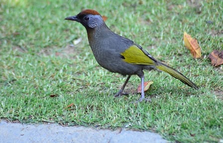 Bird Watching Tour in Doi Inthanon National Park