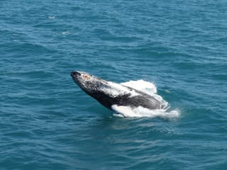 Best Value Whale Watching tour from Reykjavik, photo 14
