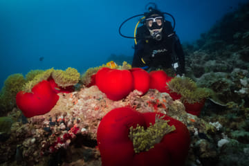 Introductory Scuba Diving Experience in Jeddah