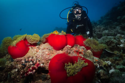 [Basic Diver] Try Scuba Diving