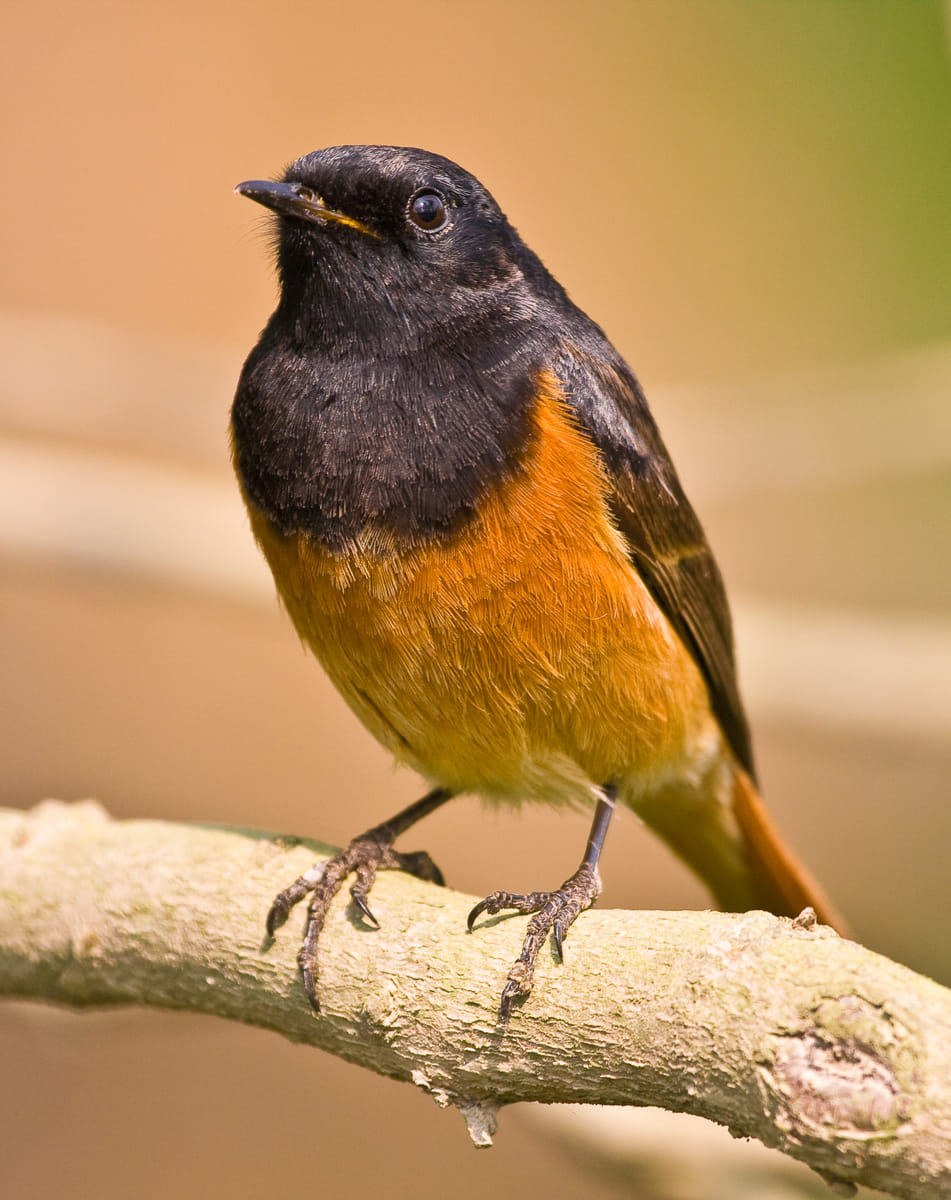 19 Days Mera Peak Climbing & Expedition – One Life-Changing Himalayan Adventure