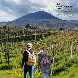  Wine Trekking: Tour of the vineyards with aperitif, lunch or dinner