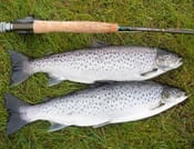 Salmon & sea trout fishing on the Erriff fishery. Mayo. Private guided. French/Eng. 1