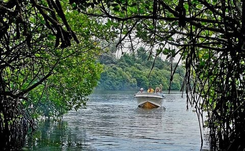 Boat Safari and Coral Reef Visit in Hikkaduwa and Galle