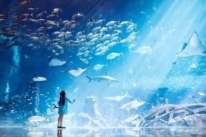 Dubai The Lost Chambers Aquarium Entrance Ticket