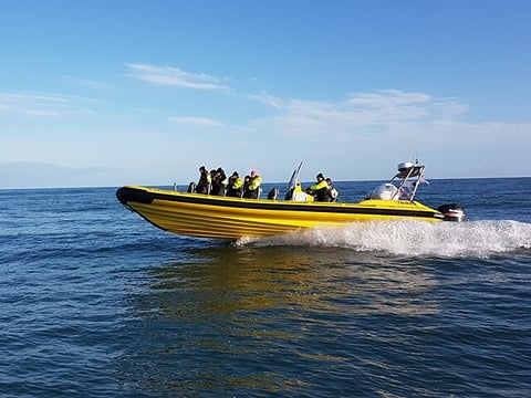 Ultimate Whale Watching Adventure on a RIB Speedboat in Reykjavík Bay, Iceland, photo 12