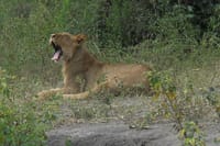 Lions