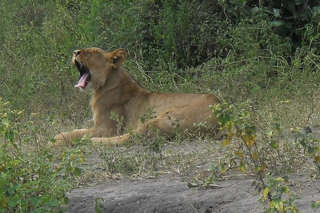 Lions