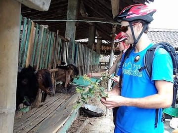 feeding goats