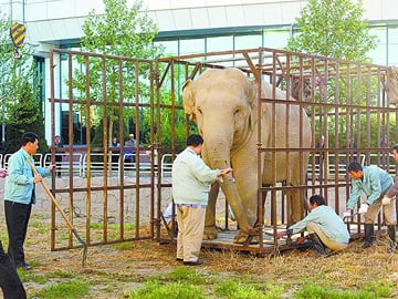 Beijing Zoo Entry Pass with Giant Panda Pavilion Access