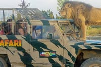 Half day visit to Safari Park Rancagua Chile a wild adventure 1