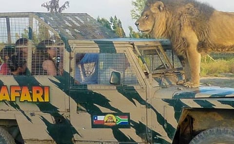 Half-Day Wildlife Adventure at Safari Park Rancagua