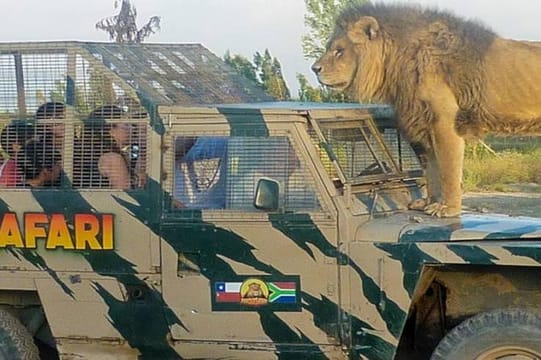 Half day visit to Safari Park Rancagua Chile a wild adventure