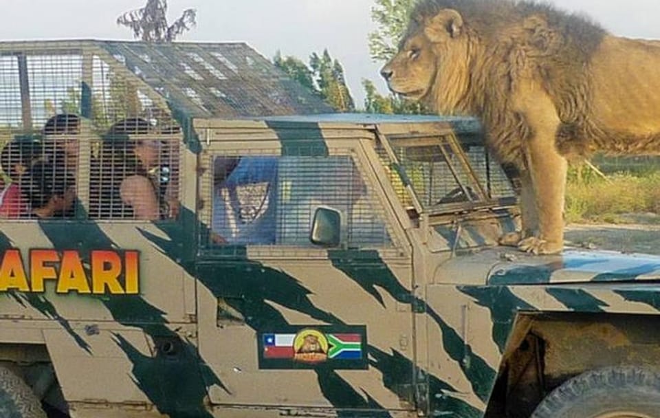 Half day visit to Safari Park Rancagua Chile a wild adventure