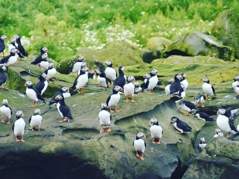 Puffin Express by RIB Speedboat, photo 2