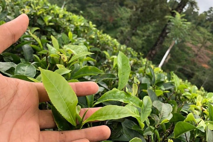 Private Colombo Sightseeing By Tuk Tuk